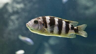 baja fins flex design