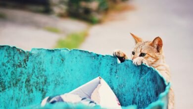 efficient searching on vsco