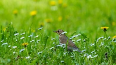 fiona loudon s life overview