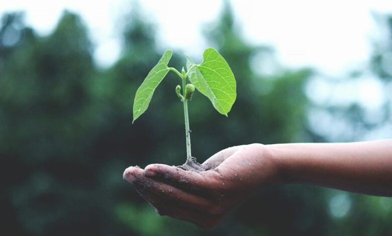 grow nift total wisdom