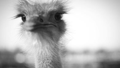 mongolian height characteristics explored