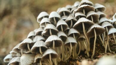 unique small cap investment