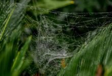 web growth performance optimization