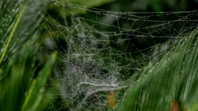 web growth performance optimization