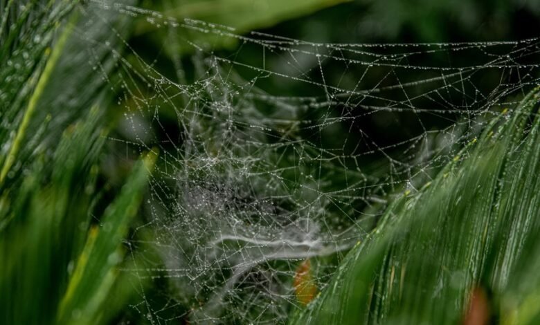 web growth performance optimization